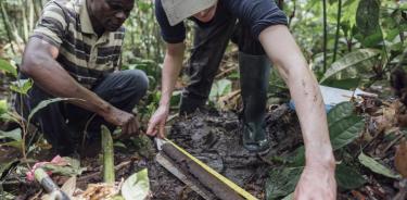 Recogida de muestras en las turberas de la cuenca del Congo, en 2018. Crédito: Greenpeace/Kevin McElvaney.
