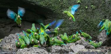 Loro de alas azules (Brotogeris cyanoptera) alimentándose en lechos de río.