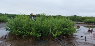 Islote formado para facilitar el establecimiento de manglares en un área restaurada.