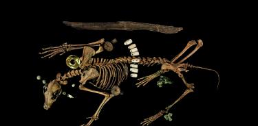 OFRENDA 174: El lobo mexicano de la Ofrenda 174: esqueleto armado en el laboratorio con ajorcas de cascabeles de cobre, anáhuatl, nariguera y orejeras de oro, cinto de olivas, collar de piedra verde y tzotzopaztli de madera. Fotografía de Mirsa Islas.