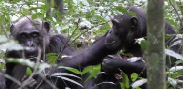 Un chimpancé adulto le muestra una hoja a su madre.