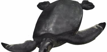 Una nueva especie de fósil de tortuga marina de hace 83 millones de años ha sido descubierta en los Piríneos. Se estima que el ejemplar medía 3,7 metros, la más grande encontrada en Europa.