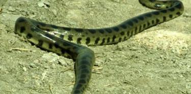 La cuarta especie de Anaconda Eunectes beniensis.