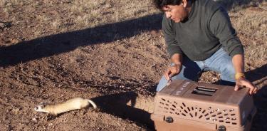 Durante más de 32 años, Jesús Pacheco ha trabajado en el monitoreo y reintroducción de especies en Chihuahua.