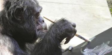 Un chimpancé pintando.