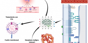 La red Neuronal entrenada pude identificar los cambios genéticos, proteicos o metabólicos, entre la inflamación crónica, el cáncer y la fluidez membranal, para diseñar tratamientos dirigidos hacia el cáncer a través de Vesículas Extracelulares.