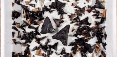 Dientes de tiburón recogidos del lecho marino cerca de las islas Cocos (Keeling) a una profundidad de 5400 m.