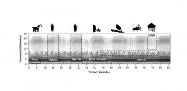 Paisaje sonoro con sus diferentes componentes biológicos y antropogénicos. El sonograma es la representación gráfica de las características estructurales de las señales acústicas y se lee de izquierda a derecha. En el eje “x” se representa el tiempo (segundos) y en el eje “y” la frecuencia (kHz). Tomado de Marín y MacGregor (2019).