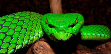 El estudio realizado con serpientes de cinco especies ha sido liderado por la investigadora Megan Folwell de la Escuela de Ciencias Biológicas de la Universidad de Adelaida en Australia.