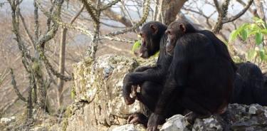 Chimpancés.