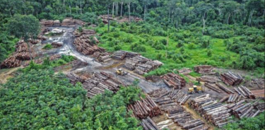 Las regiones tropicales del planeta fueron las que mayor pérdida de bosques y selvas tuvieron en 2021, según el reporte Global Forest Review.