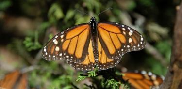 Mariposa Monarca