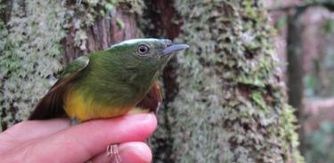 El ave amazónica Lepidothrix natererei, más conocida como manacín nevado, y su pariente cercano se encuentran entre las 3.000 parejas de animales estudiadas.