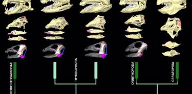 Reconstrucciones de tomografía computarizada de los cráneos y las mandíbulas junto con diagramas de dónde se unen los músculos de la mandíbula en cada dinosaurio.