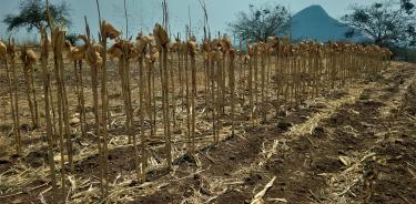 América Latina y el Caribe son regiones donde los efectos del cambio climático pueden presentarse de manera más extrema y dañar a la población.