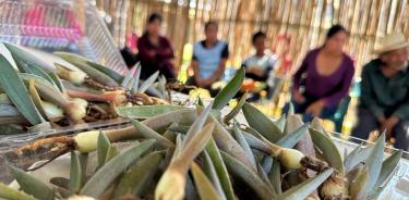 La entrega de agaves.