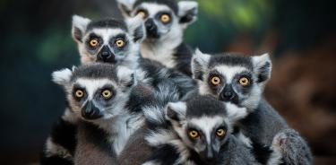 Un grupo de lémures.