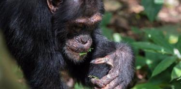 Chimpancé realizando gestos con hojas cortadas.