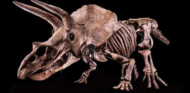 Fotografía cedida por el Glazer Children's Museum donde se muestra un esqueleto de un ejemplar de Triceratops, apodado 