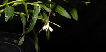 Una de las orquídeas en peligro de extinción conocida con el nombre de 