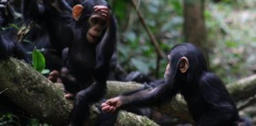 Grupo de chimpancés.