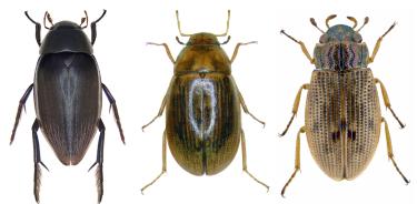 Escarabajo perteneciente a los géneros Hydrophilus, Helochares y Helophorus .