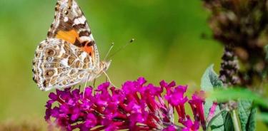 El 76% de las especies mundiales de insectos no están adecuadamente cubiertas por zonas protegidas, según un nuevo estudio publicado en la revista 'One Earth'.