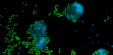 Anteriormente, se había documentado el efecto de las pseudomonas en amebas, aunque no se conocía su efecto en hongos.