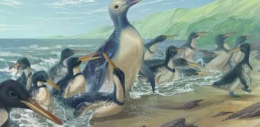 Concepto artístico de los pingüinos Kumimanu y Petradyptes en una antigua playa de Nueva Zelanda. El más grande de los dos pesaba casi 350 libras y es el pingüino más pesado conocido por la ciencia.