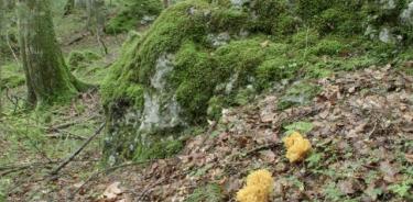 No hay base científica de que los árboles se comuniquen a través de los hongos.