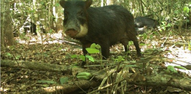 Pecarí de labios blancos (Tayassu pecari) después de enlodarse durante un día caluroso en el ejido Nuevo Becal, Calakmul, Campeche.