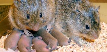 Los ratones de la pradera o “campañoles” son empleados en estudios relacionados con hormonas como la oxitocina, debido a su comportamiento monógamo.