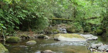 La calidad del agua de un río mejora cuando pasa por un fragmento de bosque, después de recorrer un pastizal o un cafetal.