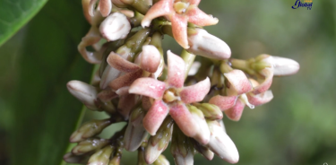 Descubrimiento de una nueva especie de bejuco en México, con flores rosas y un olor parecido a las gardenias