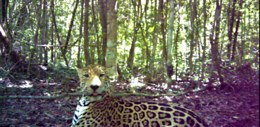 Jaguar reposando bajo la sombra de los árboles en la selva de Calakmul, Campeche.