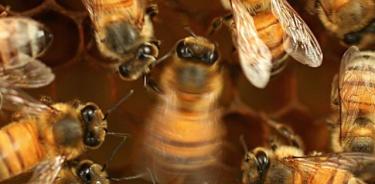 Una abeja melífera (centro) baila contoneándose.