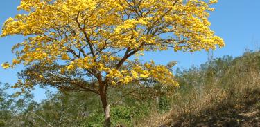A pesar del contraste entre sus estaciones de sequía y lluvias, el bosque tropical seco tiene plantas con flores todo el año.