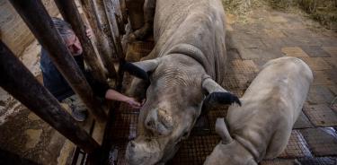 Los rinocerontes blancos comen heno dentro del recinto en el Safari Park en Dvur Kralove nad Labem, República Checa.