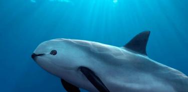 Sólo quedan vivas una decena o menos ejemplares de vaquita marina.