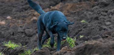 Jacob, el perrito que ayuda a buscar a su familia tras un alud de tierra, recorre las casas sepultadas hoy en Alausí, Ecuador