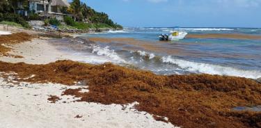Sargazo ya inunda playas de Cancún y Riviera Maya
