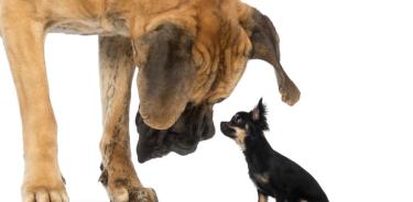 Expertos de la Universidad de Adelaide, en Australia, examinaron las causas de las diferencias en la esperanza de vida y la muerte en 164 razas de perros.