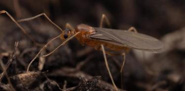 Los machos de hormiga loca amarilla, una de las peores especies invasoras del mundo, tienen genomas maternos y paternos en diferentes células de su cuerpo y, por lo tanto, son quimeras.

   