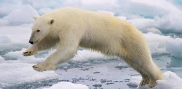 Oso polar saltando en la banquisa o hielo oceánico, al norte de las islas Svalbard, en Noruega.