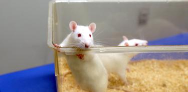 El estudio se realizó en ratones de laboratorio.