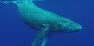 Ballena azul pigmea.