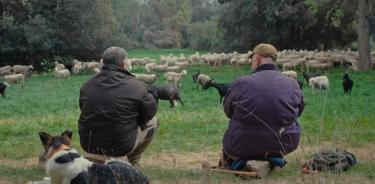 Faus contrasta el mundo de un pastor que convive con sus rebaños con el trabajo en el Centre de Recerca en Sanitat Animal cuando los científicos se esforzaban para desarrollar una vacuna contra la covid-19