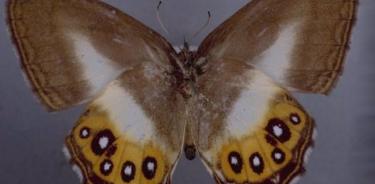 Todas las mariposas Euptychiina comparten una apariencia relativamente similar, como alas marrones, lo que las ha hecho difíciles de distinguir para los científicos.