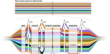 Como un mapa de la red de metro, el gráfico del pangenoma tiene muchas rutas posibles para una secuencia, representadas por los distintos colores.