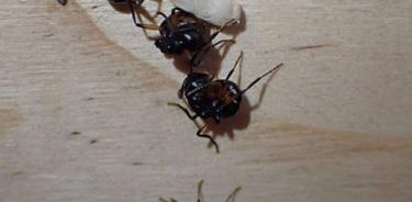 Hormigas Polyrhachis femorata fingiendo la muerte.
